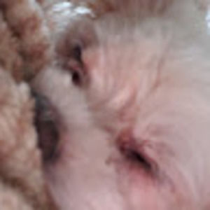 Meet your Posher, Faith